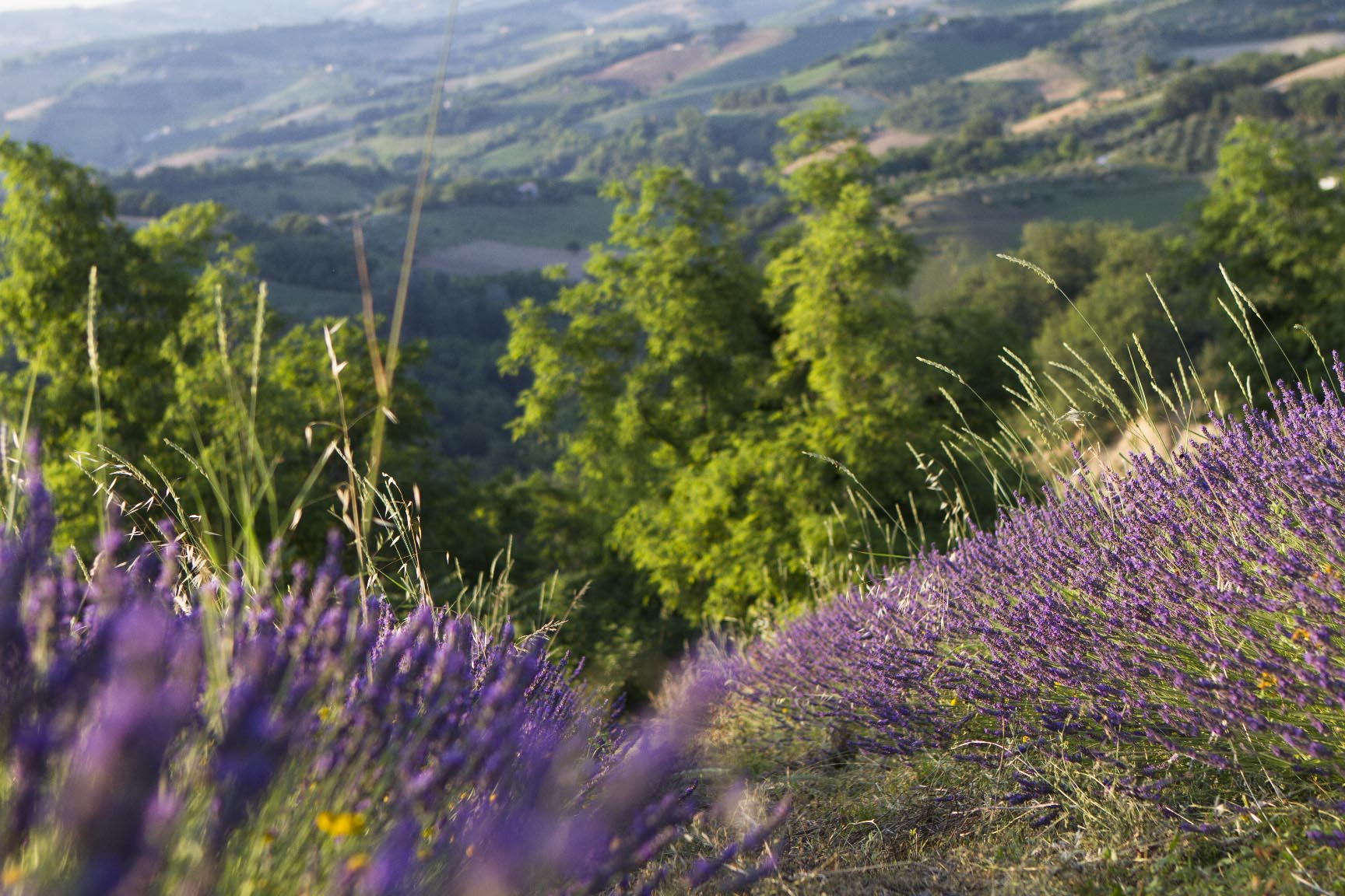 Lavanda dell’indaco
