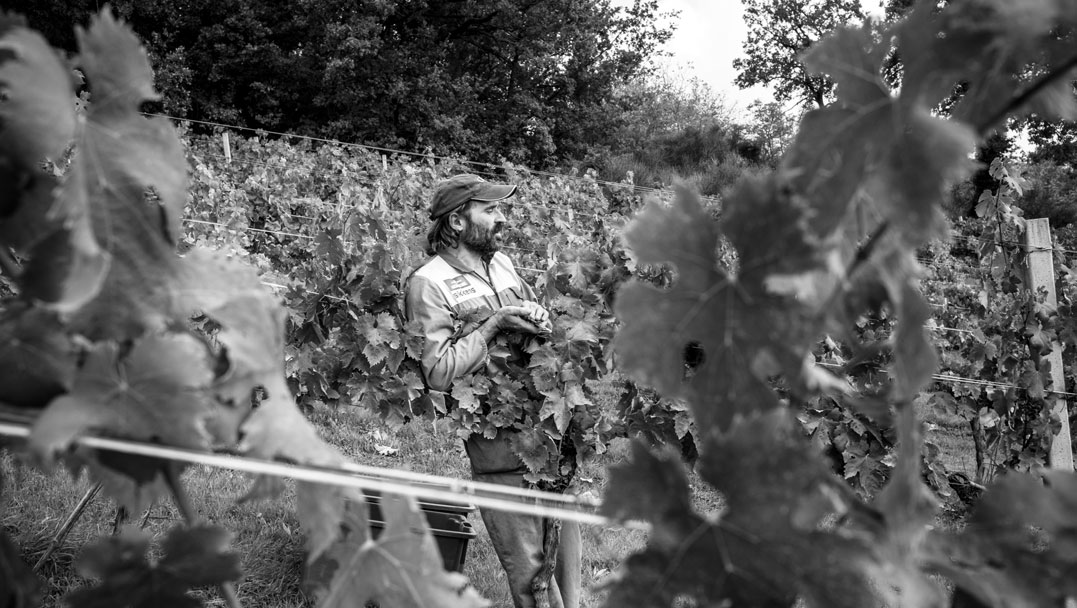 Cantina Vittorini